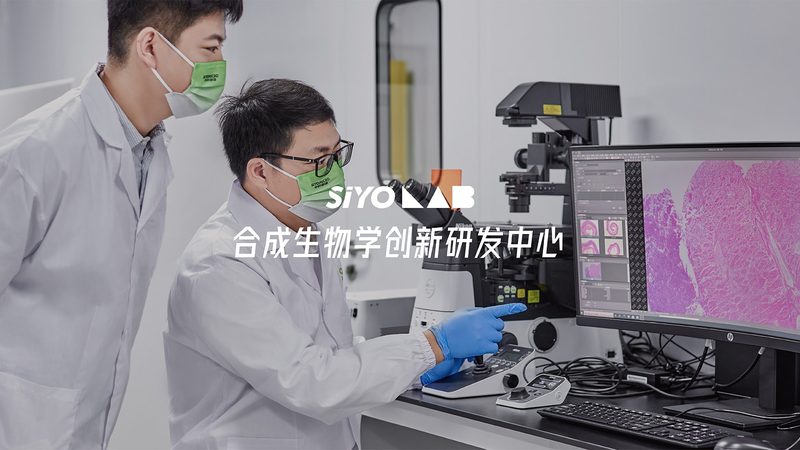 磷酸化抗体WB结果分析：关键步骤与解读技巧**