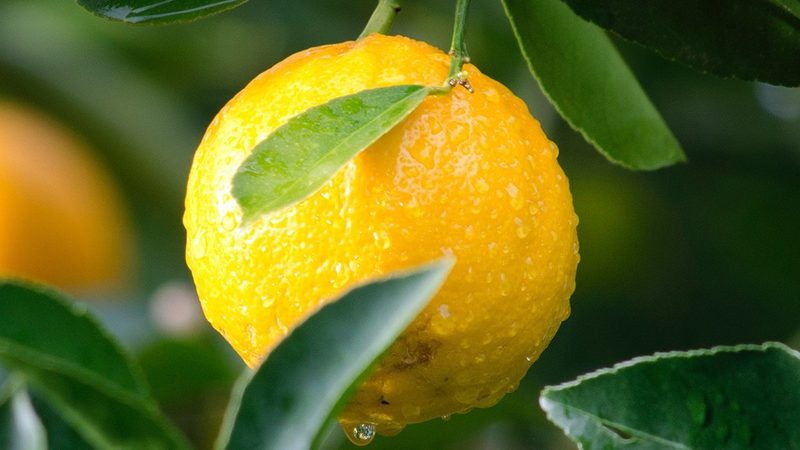 生物医药CDMO公司排名背后的考量因素