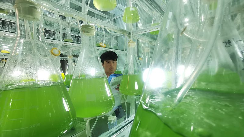 CDMO行业崛起：揭秘客户排名前十的幕后力量**